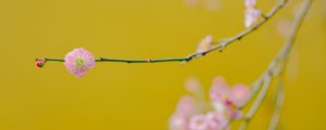 cherry blossoms